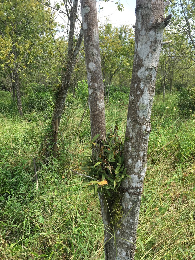 檀香树  檀香18年，直径8–15厘米，成材结格。另几百棵沉香树18年